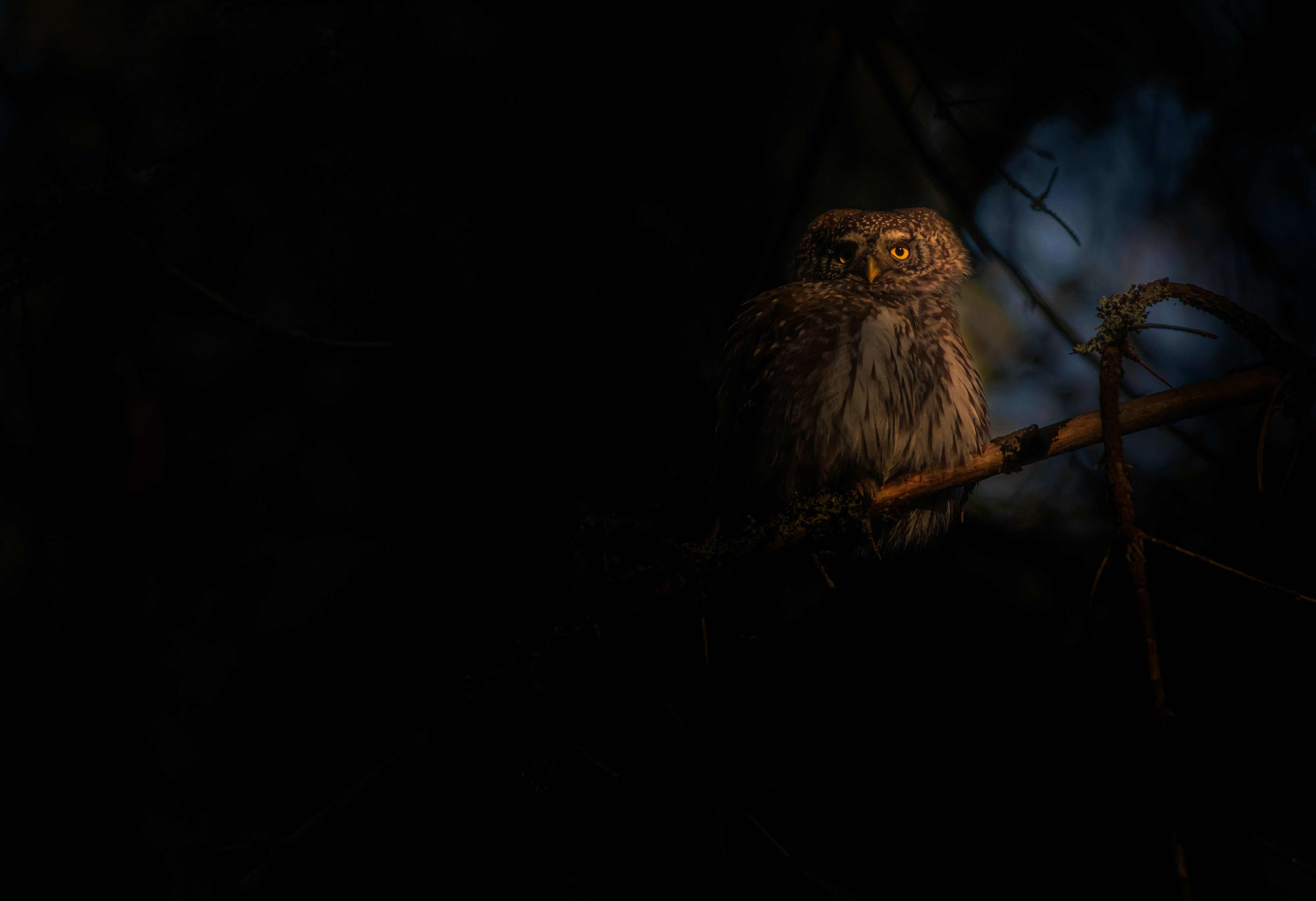 brown owl on brown tree branch